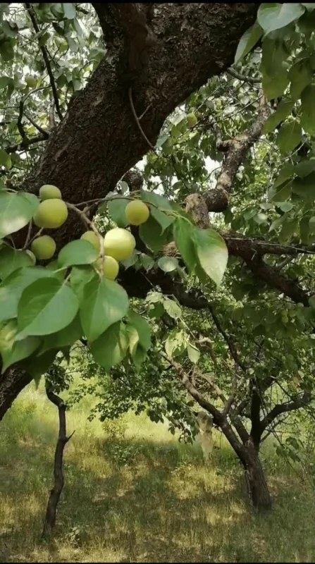 xingzi-800.webp apricots on the hillside