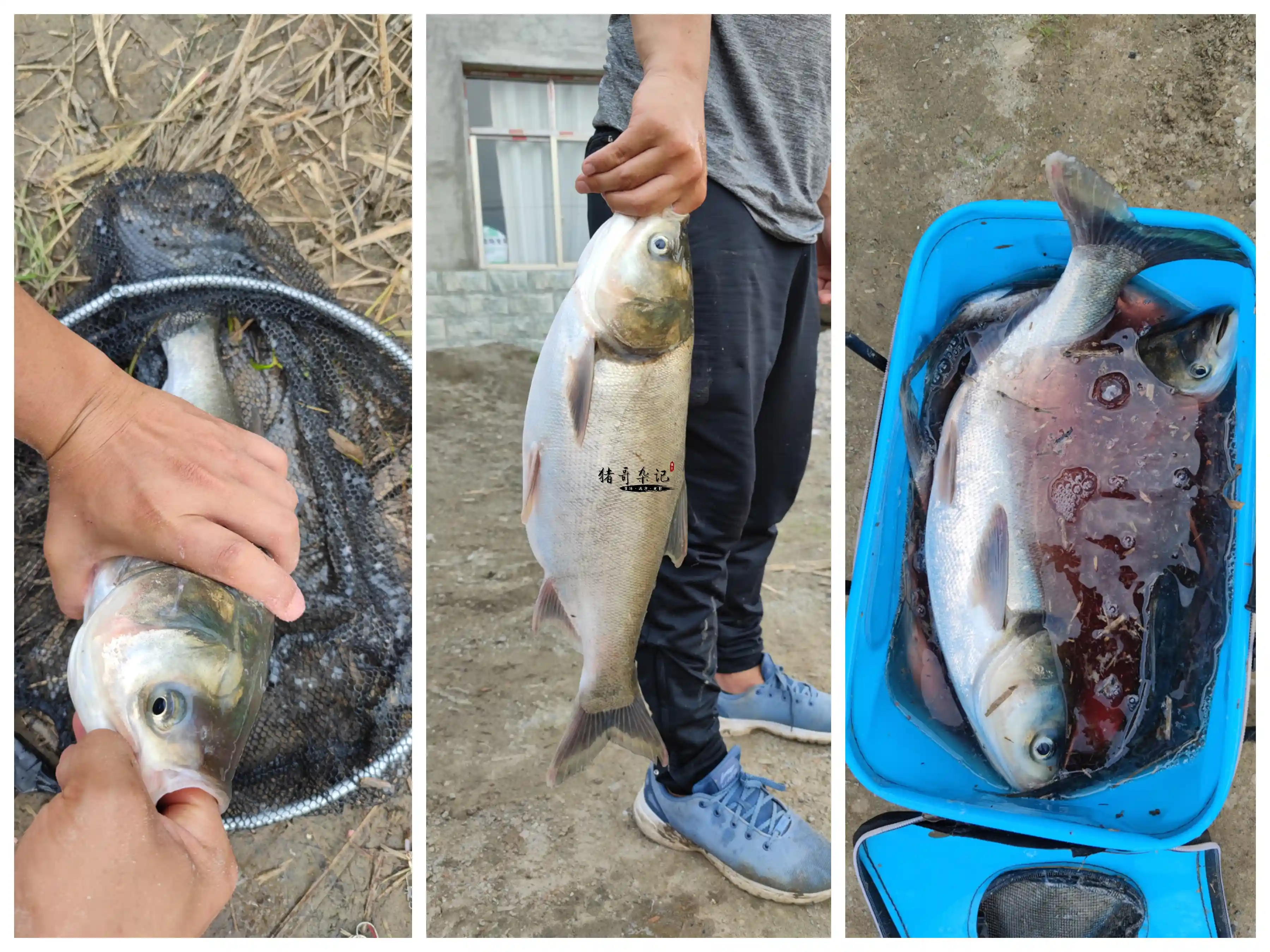 Afternoon catch Afternoon catch